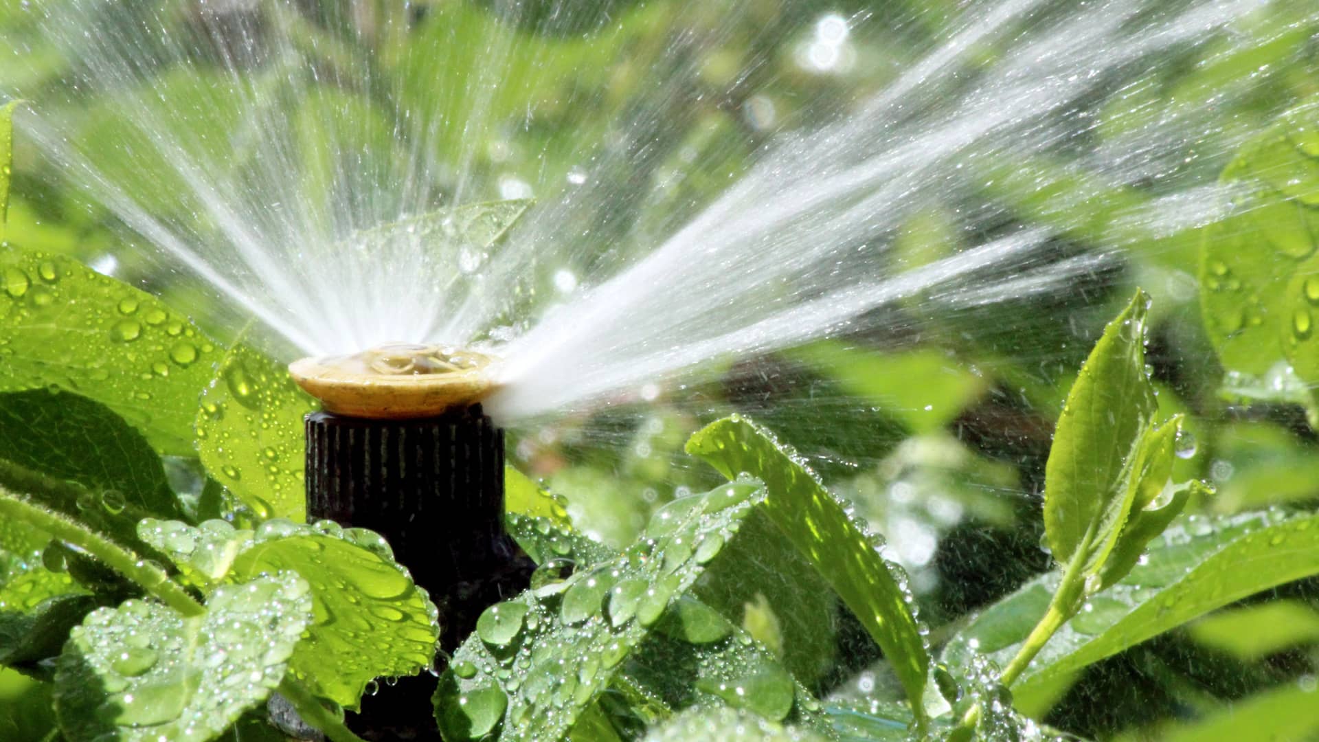 Irrigation and Landscape Lighting Banner Image